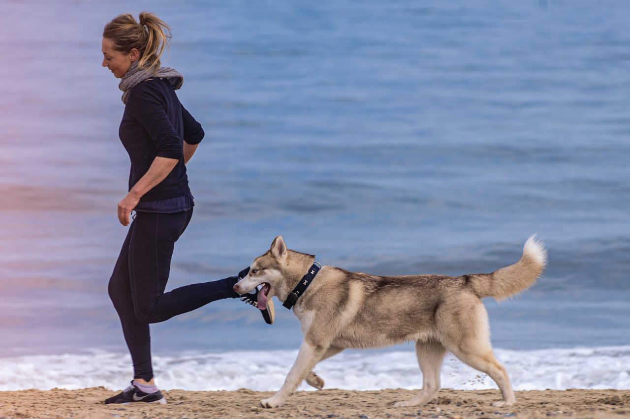 More exercise. Dogs build their stamina just like athlete